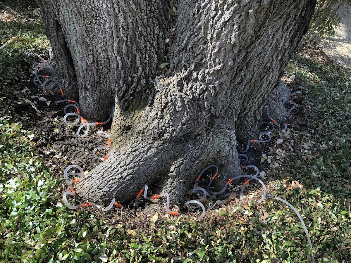 Detailed Tree Cabling and Bracing job site in La Fargeville