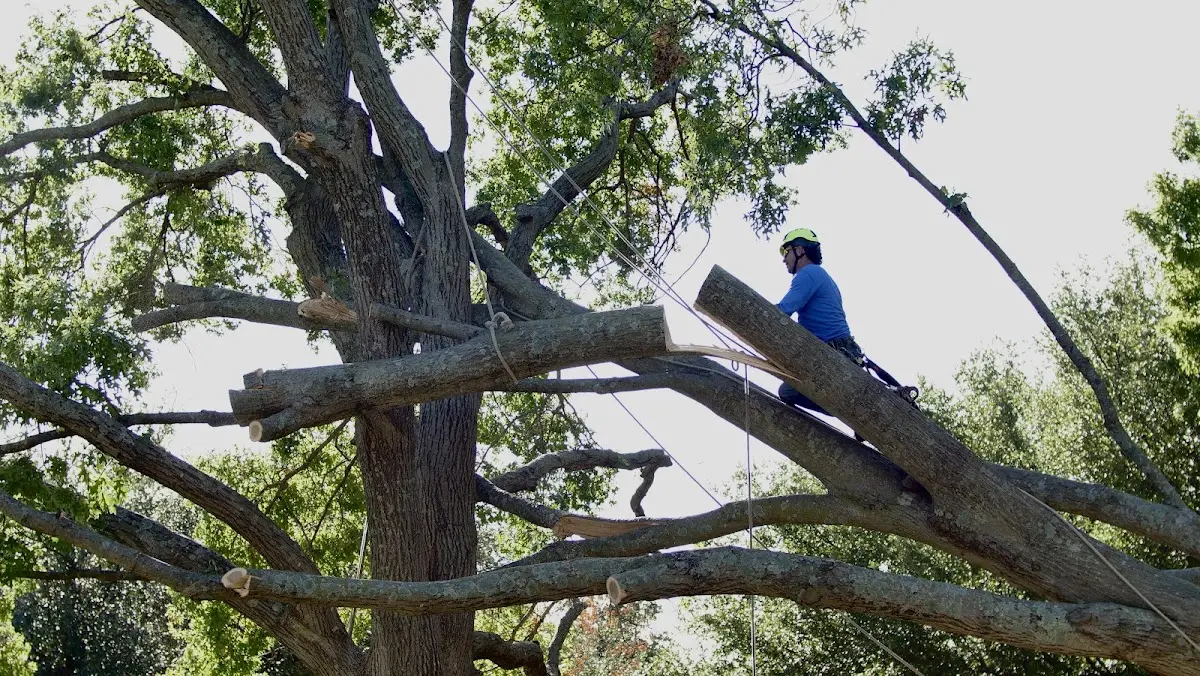 Professional Crown Thinning performed by certified arborists in La Fargeville