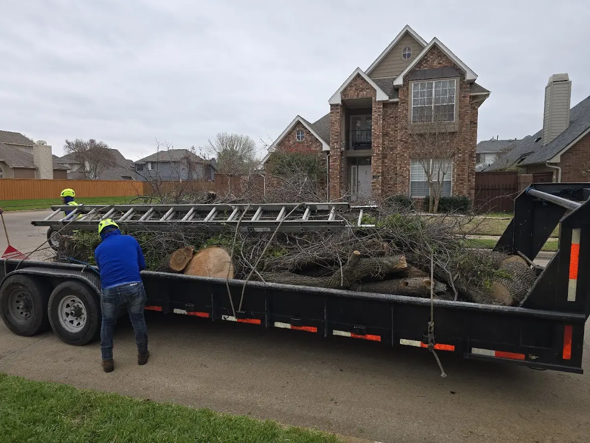 Expert Tree Removal with proper safety equipment in La Fargeville